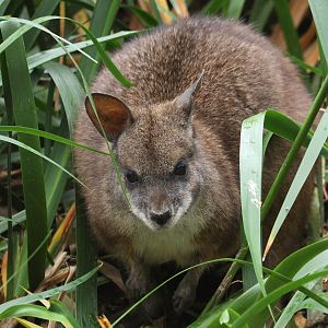 Parma Wallaby
