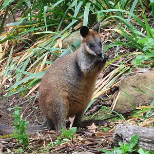 Swamp Wallaby