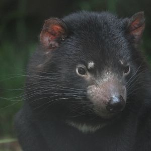Tasmanian Devil + whiskers