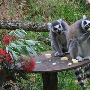 Ring-tailed lemurs