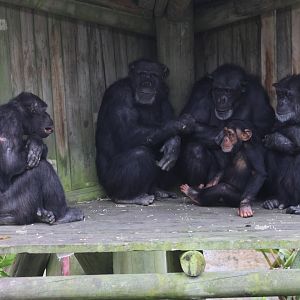 Chimpanzees sheltering from cold weather