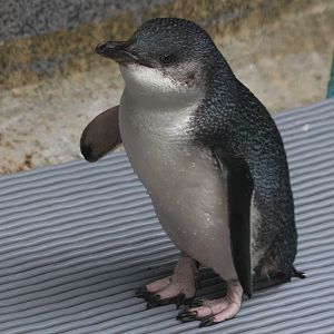 Little Blue Penguin (rehab bird at The Nest)