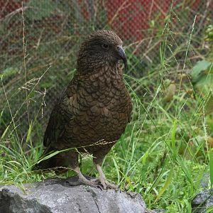 Kea