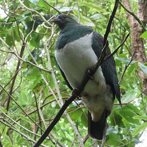 Kererū juvenile, Wellington Zoo grounds