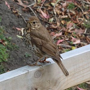 Song Thrush, Wellington Zoo grounds