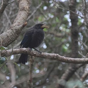 Tūī fledgling, Wellington Zoo grounds