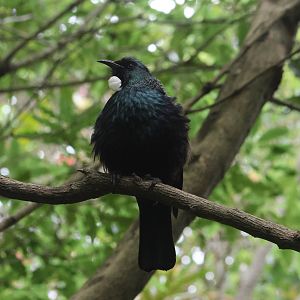 Tūī, Wellington Zoo grounds