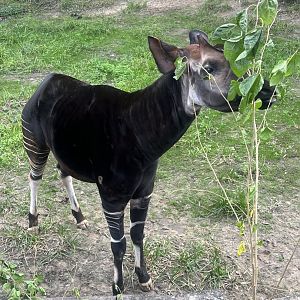 Okapi