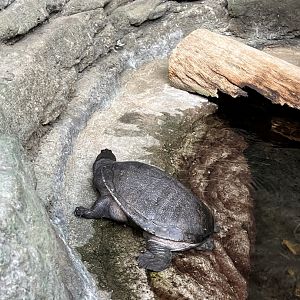 Snake-necked Turtle