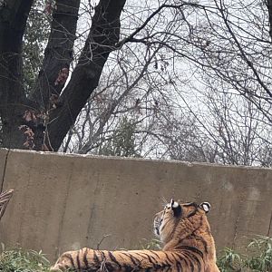 Great Cats- Amur Tiger- Vostok