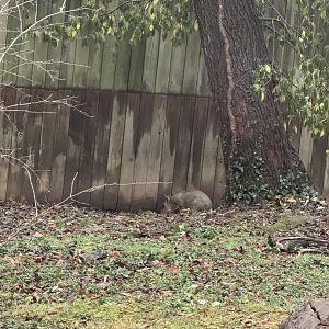 Patagonian mara(finally out for once!)