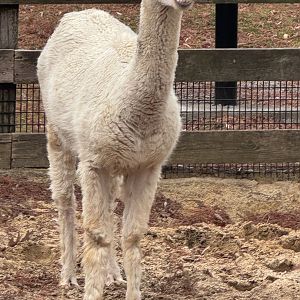 Kids Farm- Alpaca- Cirrus