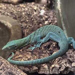 Reptile Discovery Center- Emerald tree-monitor