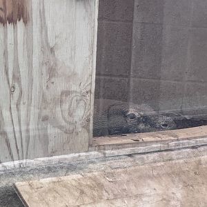 Reptile Discovery Center- Komodo dragon- Murphy