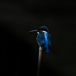 Common Kingfisher ~ Arisugawa Park