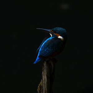 Common Kingfisher ~ Arisugawa Park
