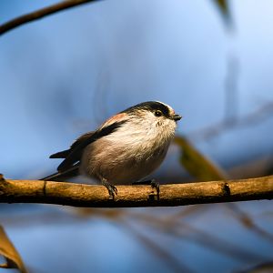 Long Tailed Tit ~ Shinjuku Gyoen National Garden