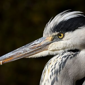 Grey Heron ~ Shinjuku Gyoen National Garden