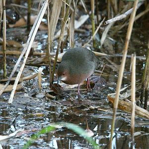 Ruddy Breasted Crake ~ Kasai Rinkai Park