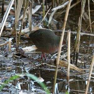 Ruddy Breasted Crake ~ Kasai Rinkai Park