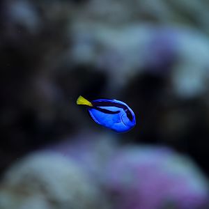 Blue Hippo Tang (baby)