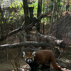 The new Chinese red panda is named Haru