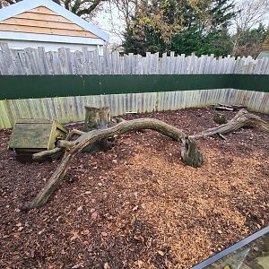 Banded Mongoose Enclosure, Knockhatch