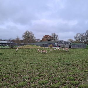 Fallow Deer Enclosure, Knockhatch