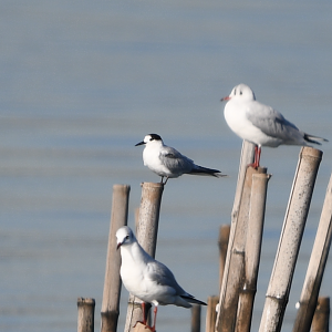 Common Tern ~ Kasai Rinkai Park