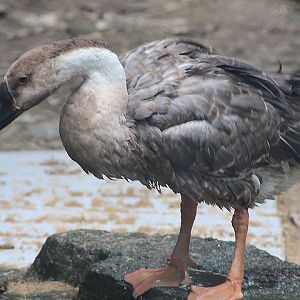 Swan goose (Anser cygnoides)