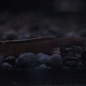 Rainbow snakehead (Channa bleheri)
