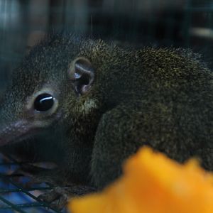 Horsfield's treeshrew (Tupaia javanica)