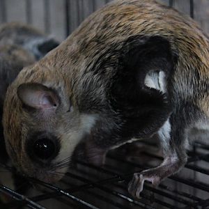 Javanese flying squirrel (Iomys horsfieldii horsfieldii)