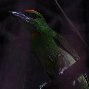 Javan flame-fronted barbet (Psilopogon armillaris armillaris)
