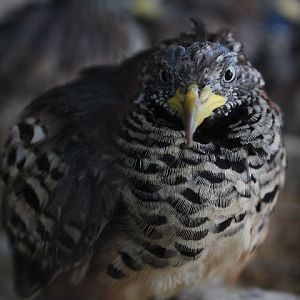 Sunda barred buttonquail (Turnix suscitator suscitator)
