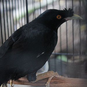 Crested myna (Acridotheres cristatellus cristatellus)