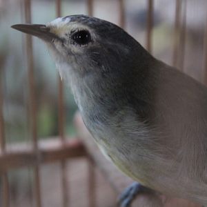 Mee's white-eye (Heleia javanica javanica)