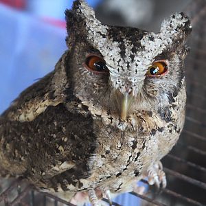 Sunda scops owl (Otus lempiji lempiji)