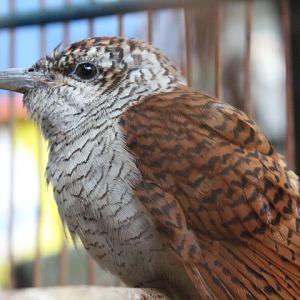 Sunda banded cuckoo (Cacomantis sonneratii musicus)