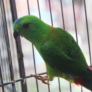 Blue-crowned hanging parrot (Loriculus galgulus)