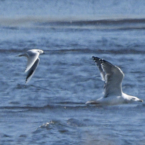 Saunder's Gull and Vega Gull ~ Kasai Rinkai Park