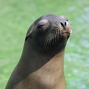 Sea Lion Court - California Sea Lion (Zalophus californianus)