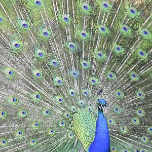 Indian Peafowl (Pavo cristatus)