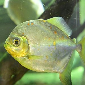 Animal Lifestyles - Redhook Pacu (Myloplus rubripinnis)