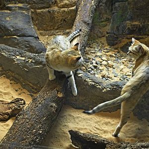 Animal Lifestyles - Sand Cats (Felis margarita)