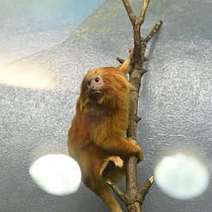 Animal Lifestyles - Golden Lion Tamarin (Leontopithecus rosalia)