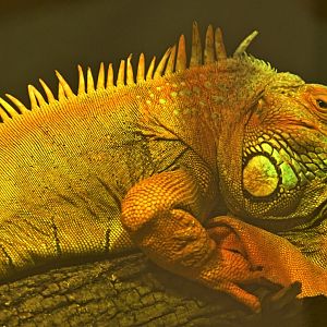 Animal Lifestyles - Green Iguana (Iguana iguana)