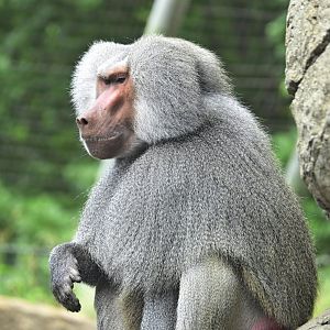 Animal Lifestyles - Hamadryas Baboon (Papio hamadryas)
