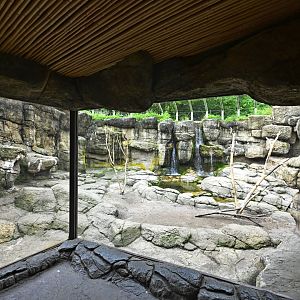 Animal Lifestyles - Hamadryas Baboon Exhibit