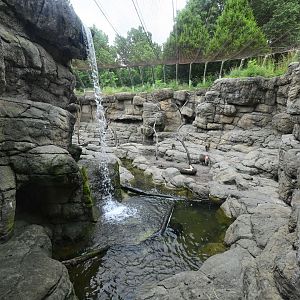 Animal Lifestyles - Hamadryas Baboon Exhibit